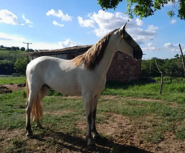 Cavalo Magolino