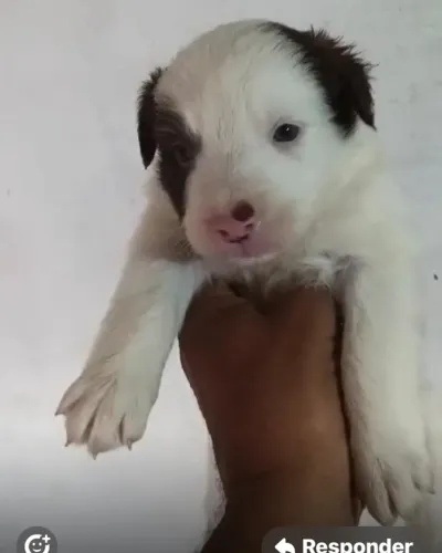 Border collie puro, ideal para sitio ou casa grande