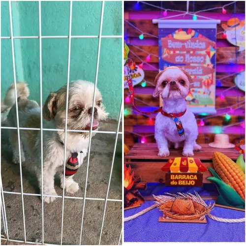 Shitzu macho adulto TROCO POT ALGO DO MEU INTERESSE 