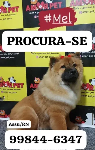 Doa se cachorro Chow Chow 3 anos *
