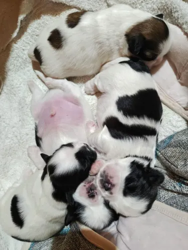 Filhote de shih tzu