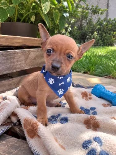 Super lindinho filhote de Pinscher macho n1