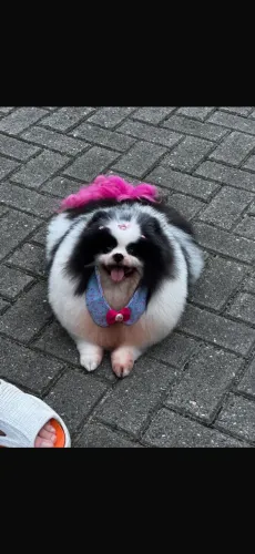 Lulu da pomerania