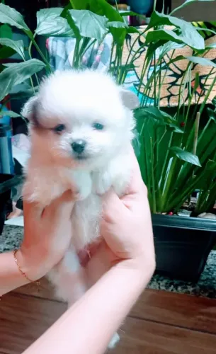 Lulu da pomerânia/ spitz-Minúsculo