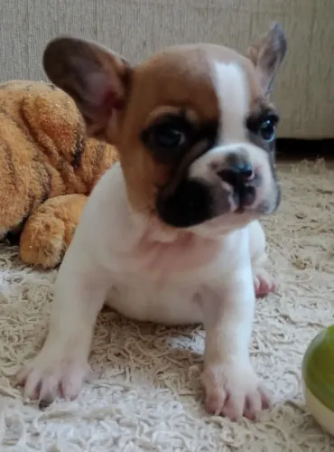 Bulldog Francês : Filhotes Disponíveis 