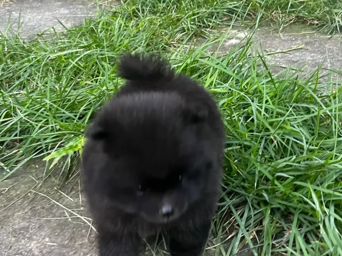 Spitz black fêmea