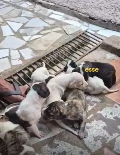 Doguinho