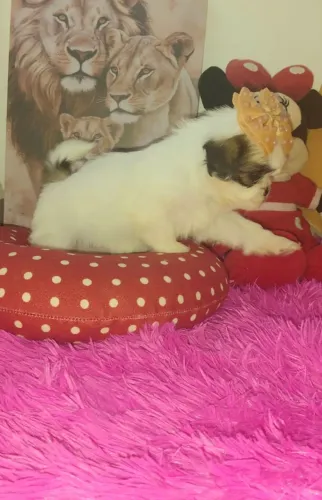 Shitzu tricolor fêmea mini