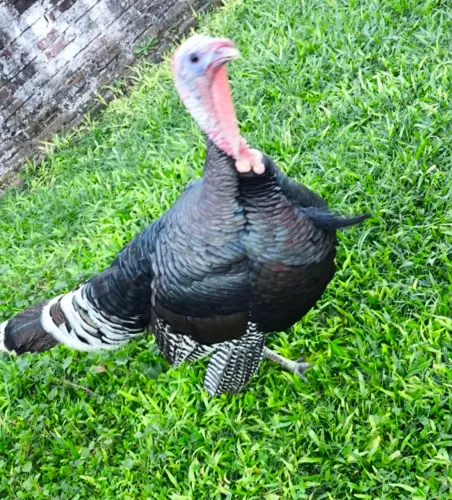 Animais de estimação 