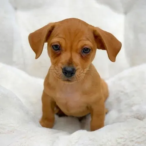 Filhote de daschound macho maravilhoso