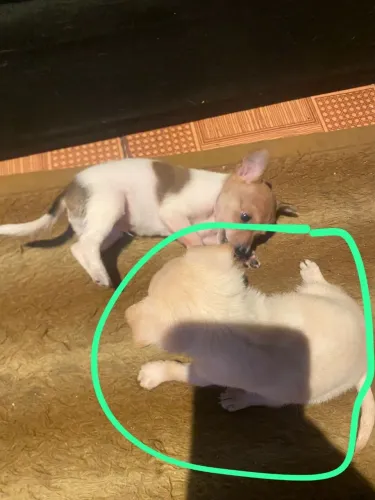 fêmea branca pinscher número 1 com 1 mês pais são número 1
