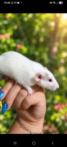 Ratinho twister