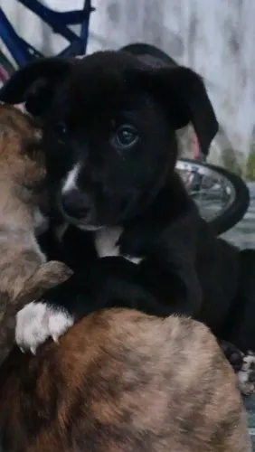Doação de cachorros