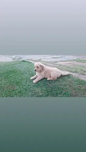 Filhote Golden Retriever - Fêmea