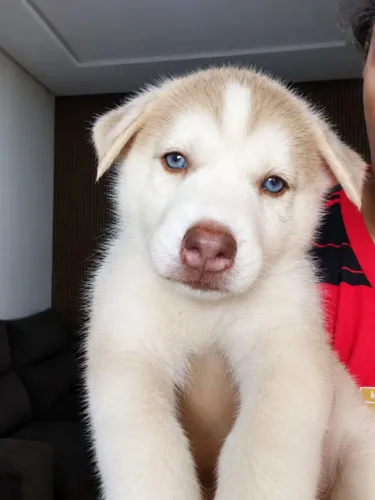 Fêmeas Husky branca padrão