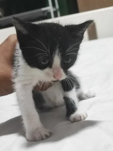 Doação de Gatinhos Filhotes 