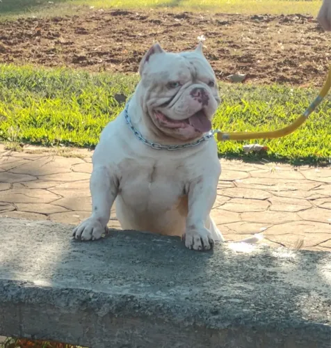 América bully disponível para cobertura
