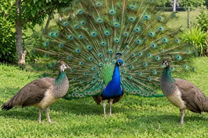 Ovos férteis galinha ornamental 