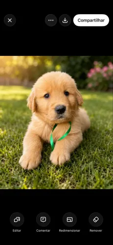 Golden Retriever- filhotes machos