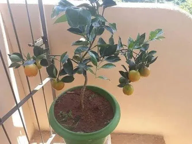 Pé de limão produzindo fruto