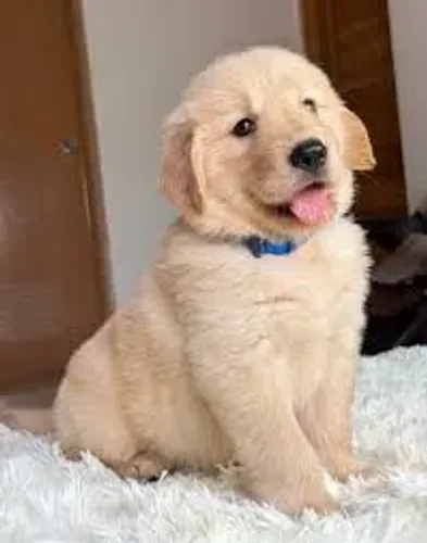 Golden Retriever : Filhotes lindos Puros