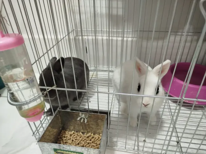 Vendo Duas Coelhas da raça anão, incluso a gaiola 