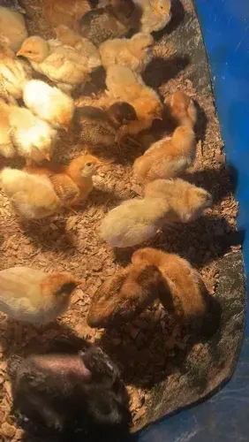 Pintinho de galinha