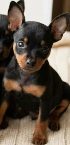 Pinscher vigilante 