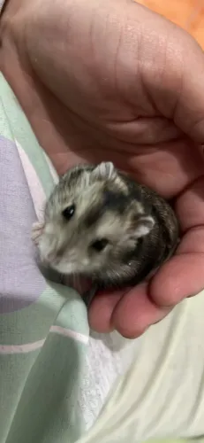 Hamster 