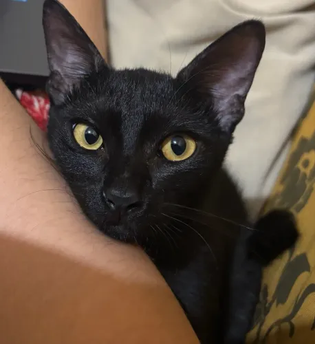 Gato preto adoção 
