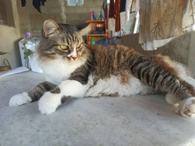 Gata para doação