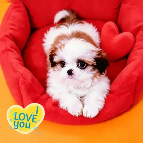 Valor promocional!! Filhote de Shih tzu macho.