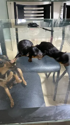 Pinche N. 1