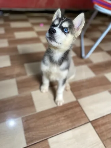 FILHOTE DE HUSKY SIBERIANO