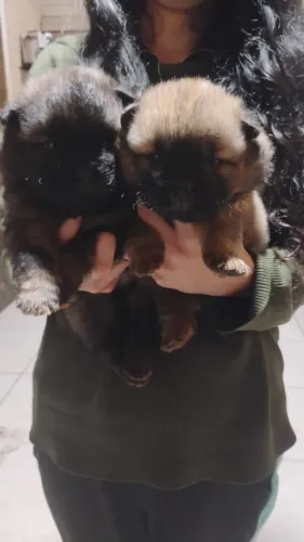 Chow-chow *