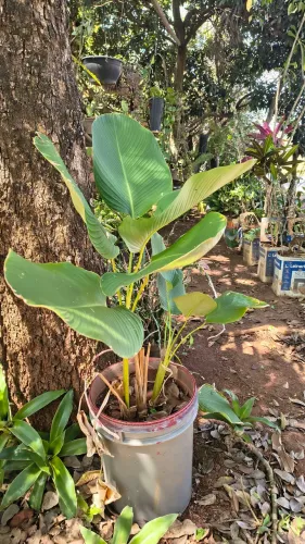 Maranta Charuto linda