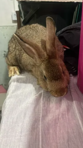 Coelhos 60 dias.
