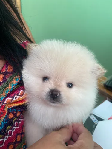 Spitz alemão MACHO micro 
