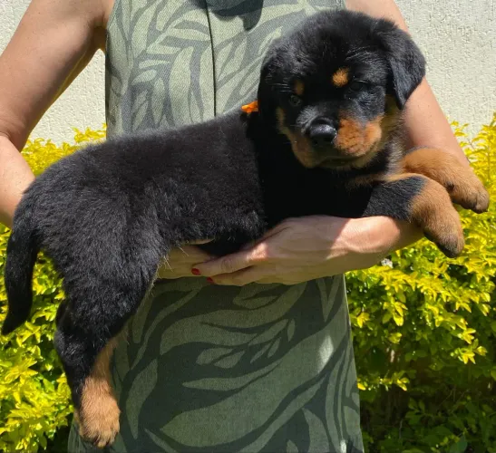 Rottweiler pedigree CBKC grátis u 12 