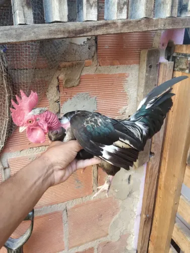 Galo mini 