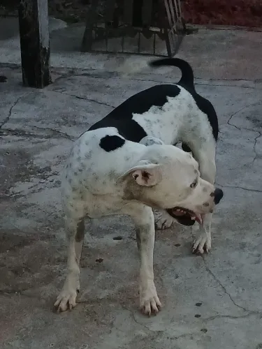 Vende se um Pit bull de 4 anos r$ 1000,00 interessado chamar no PV