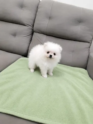 Lulu mini ursinho