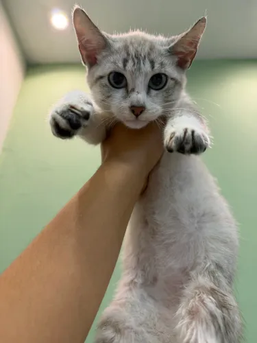 Gatinho para doação