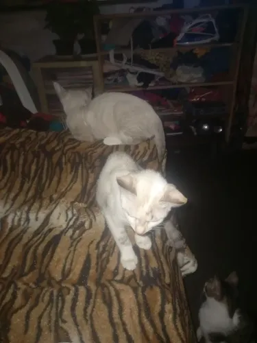 Doa se filhotes de gatos,  4 meses de vida.