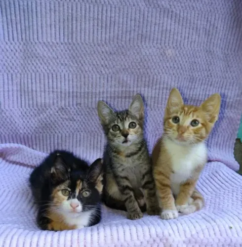 Lindos filhotinhos