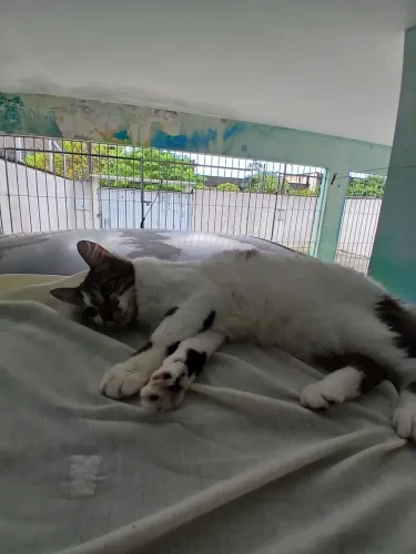 Gato para adoção 