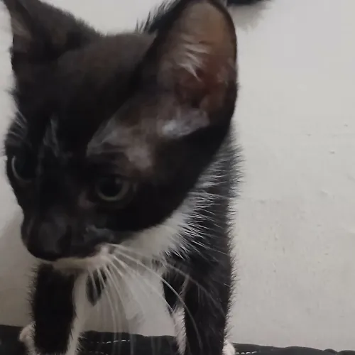 Gato