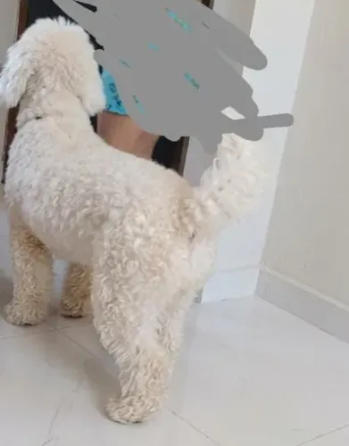 Doação responsável desse poodle em altos