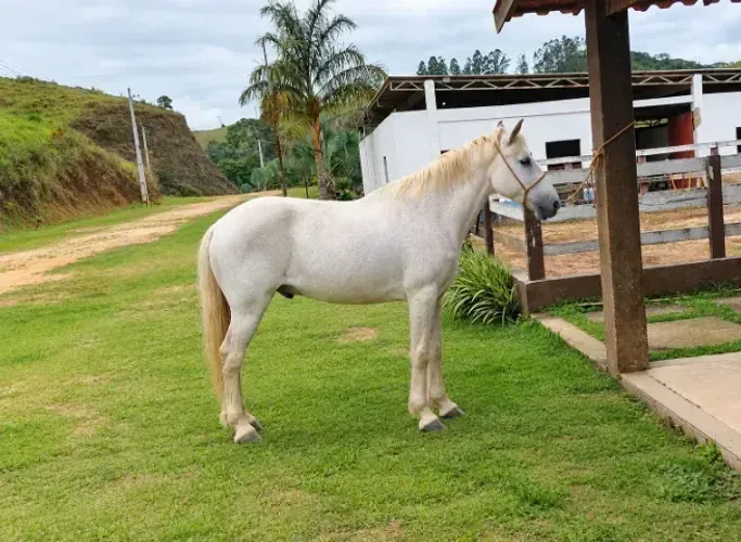 Cavalo pelagem tordilha, marcha picada, castrado 30x266,66