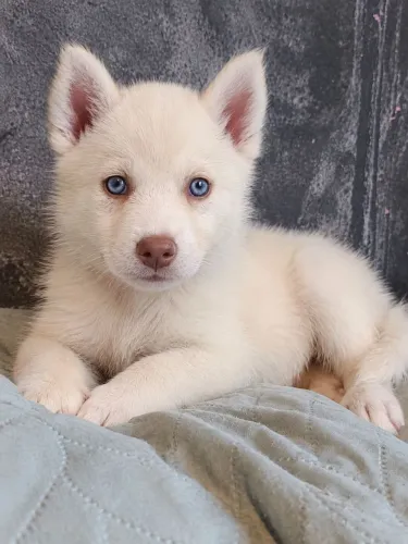 Husky Siberiano